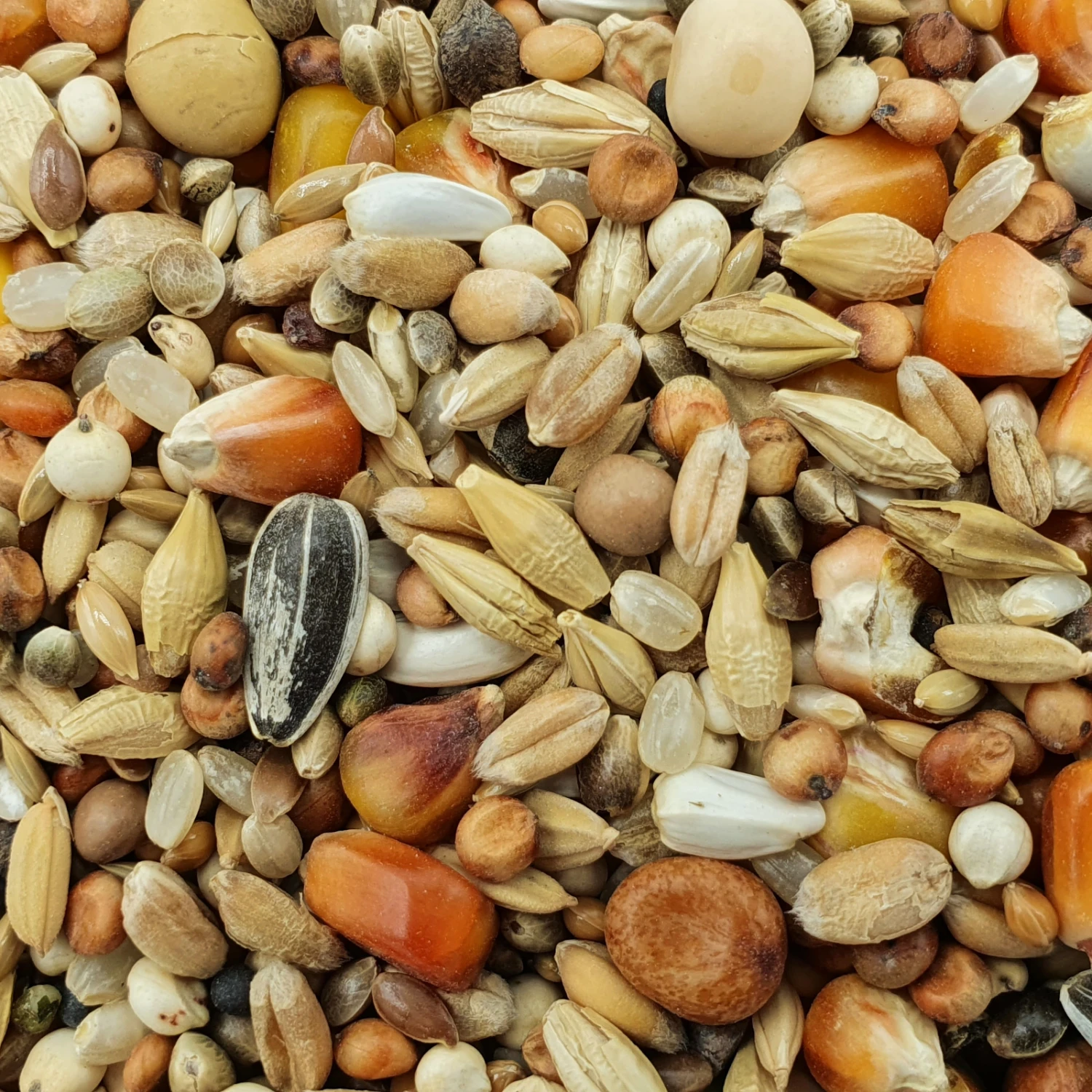 Matador Jungtauben H.O.T. 25kg 1 Matador Jungtauben H.O.T. 25kg