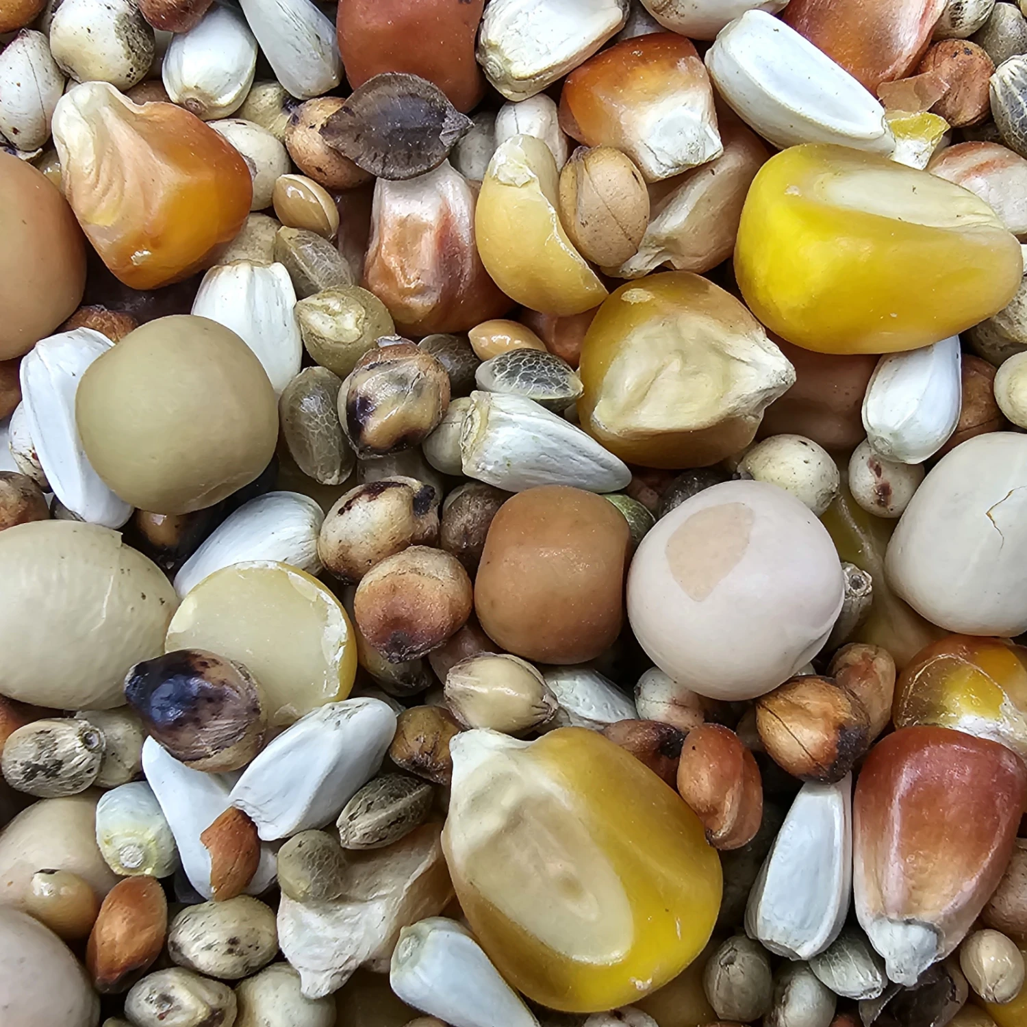 Paloma Nr.27 Premium Zucht Oh. Weizen 25kg 1 Paloma Nr.27 Premium Zucht Oh. Weizen 25kg