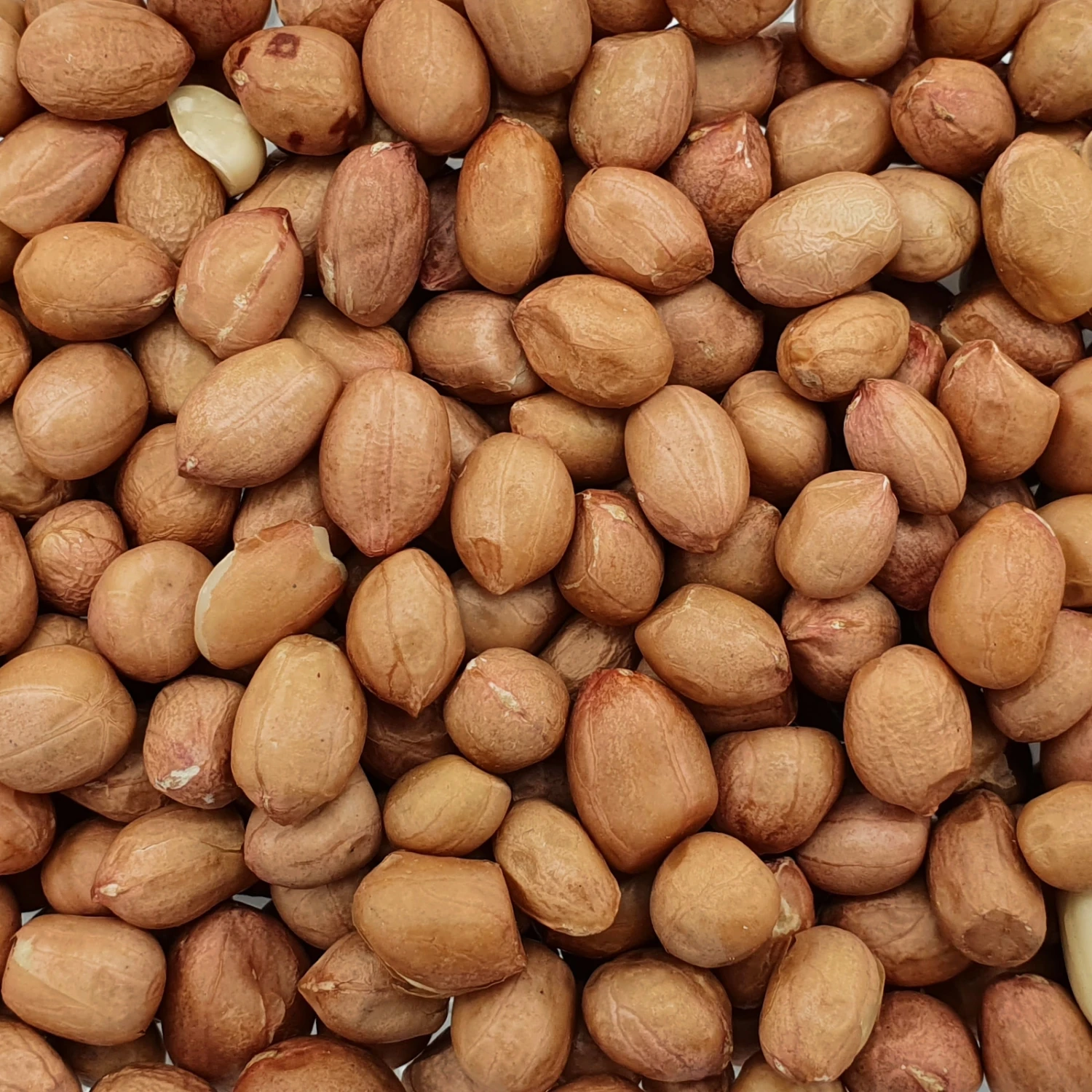 Erdnüsse Spitzenqualität - Spinne 25kg 1 Erdnüsse Spitzenqualität - Spinne 25kg