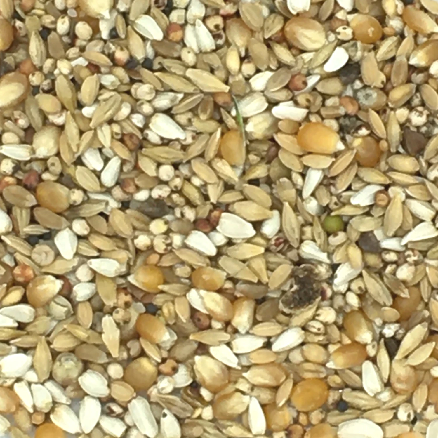 Vanrobaeys Nr.418 Casaert Säuberung 20kg 1 Vanrobaeys Nr.418 Casaert Säuberung 20kg